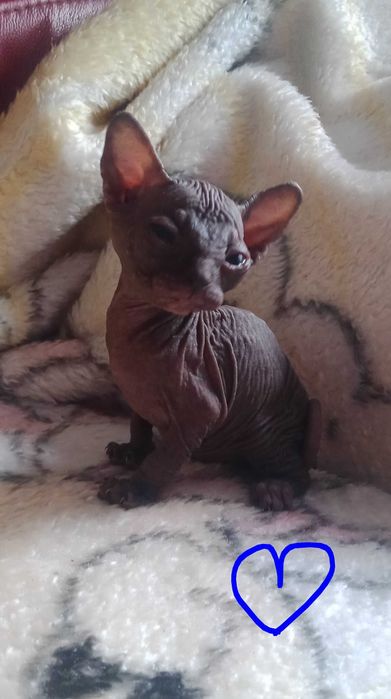 Sphynx de qualidade