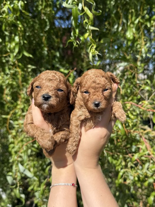 Malutki piesek Maltipoo F1B