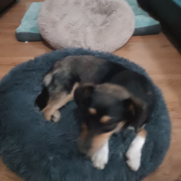 Tosia mała, młoda sunia do adopcji