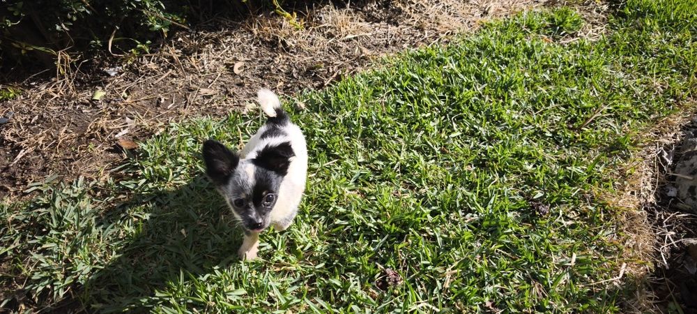 Chihuahua mini fêmea pelo longo disponível para entrega imediata