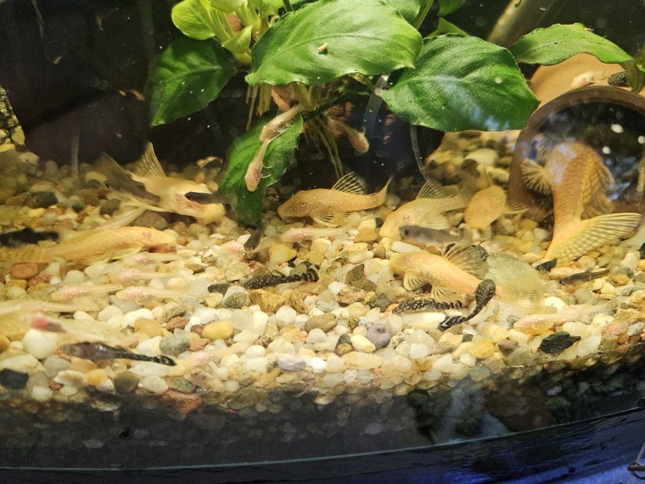 Zbrojniki - glonojady