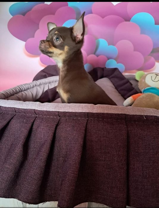 Gotowy do odbioru .Chihuahua czekoladowy chlopiec