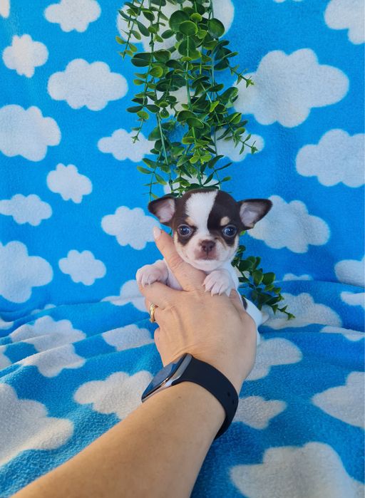 Excecional menina mini Chihuahua/Chiuaua LinhagemRussa de Qualidade