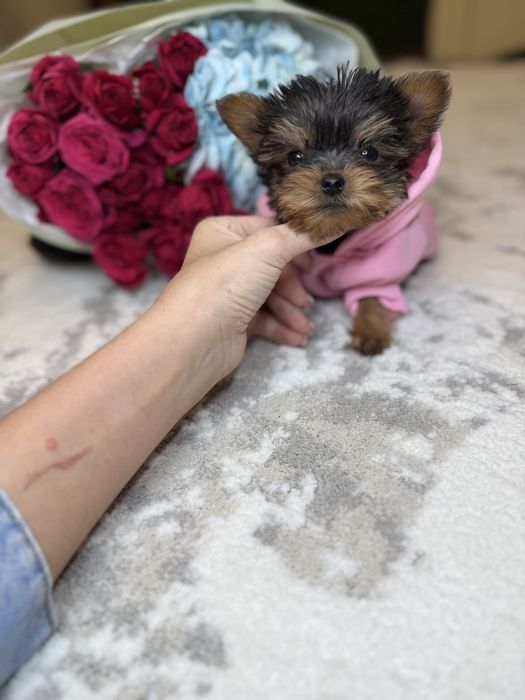 Бебі фейс міні йорк