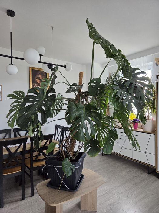 Monstera  XXL –  210 cm | 180 cm szerokości