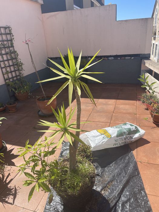 Planta de jardim -  Yuca