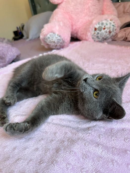 Кошеня в хороші руки