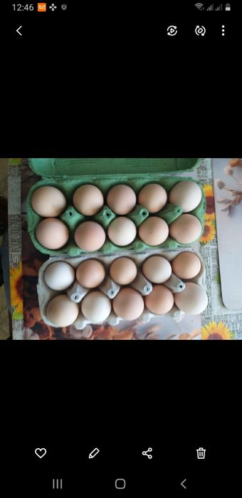 Sprzedam wiejskie jajka