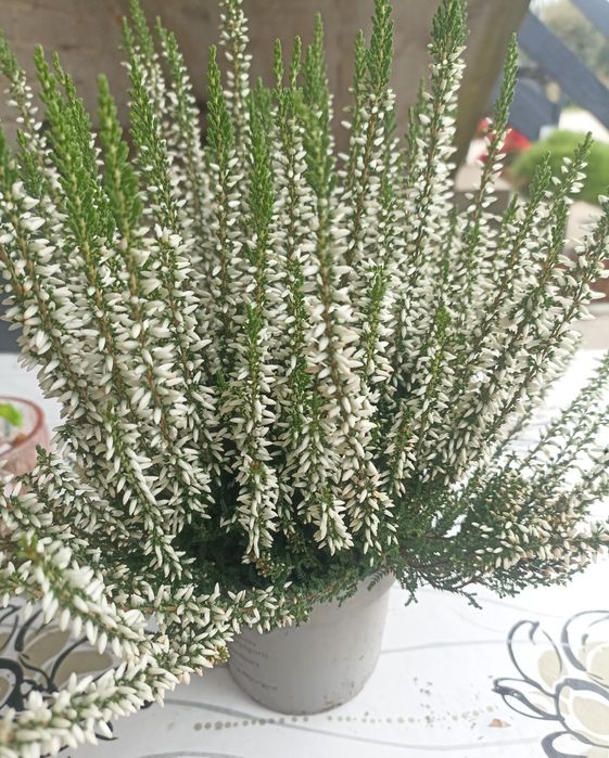 Верес садовий багаторічний