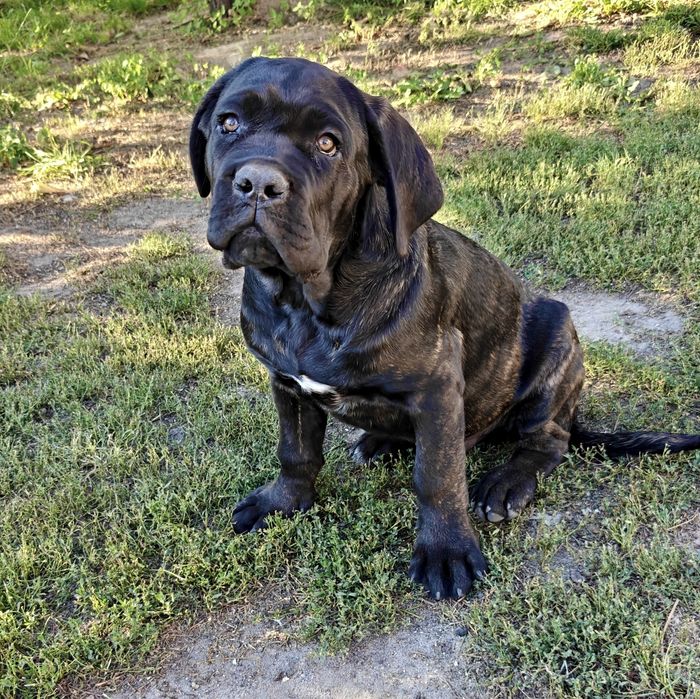 Szczeniak Cane Corso Italiano piesek czarny pręgowany