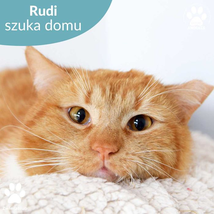 Rudy kocurek do adopcji! Poznajcie Rudiego!