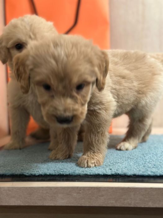 Лабродудли лабродудель голдендудль  от филіппінського пуделя китай