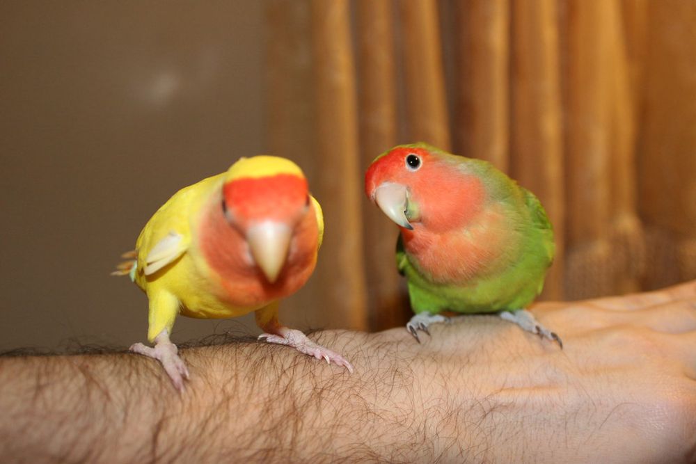 Love birds pair. Exchange possible with ring neck