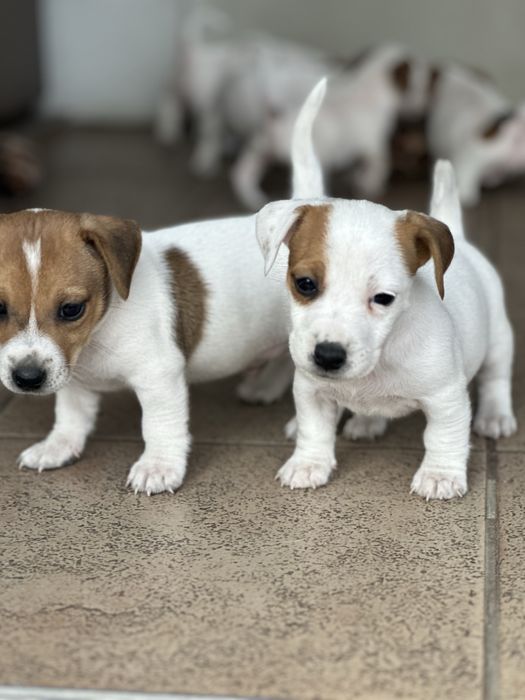 Jack Russel Terrier