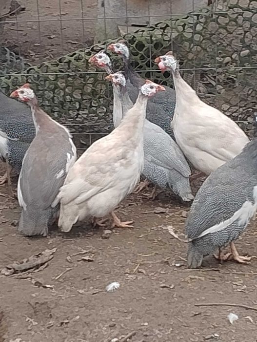 Perliczka Perliki Perliczki