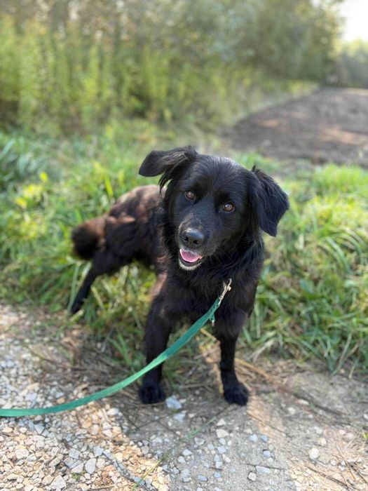 Mini czarny golden Davos do adopcji- pilnie