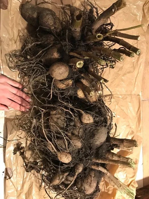 Dalie białe korzenie bulwy