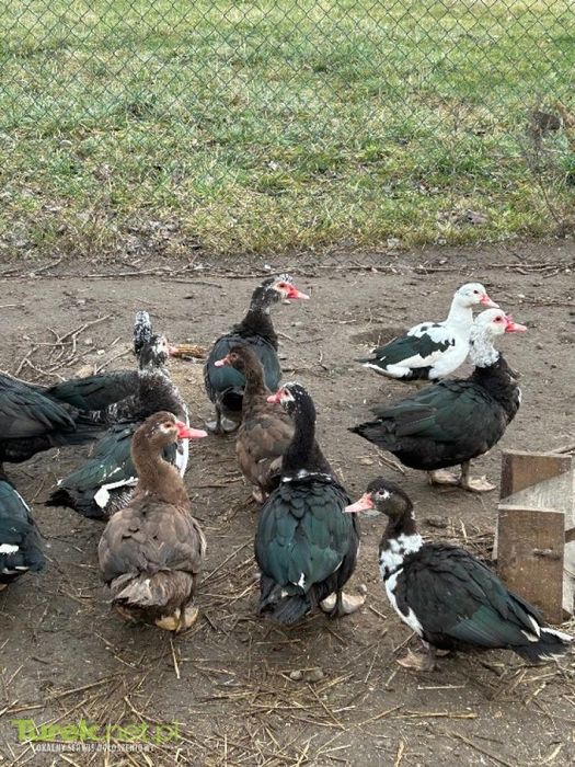 Sprzedam kaczki francuskie