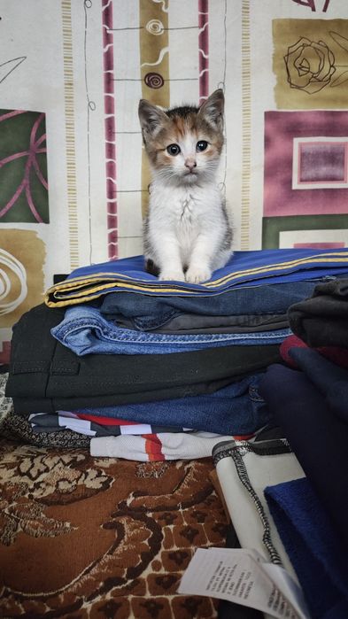 Віддам в добрі руки кошеня дівчинка