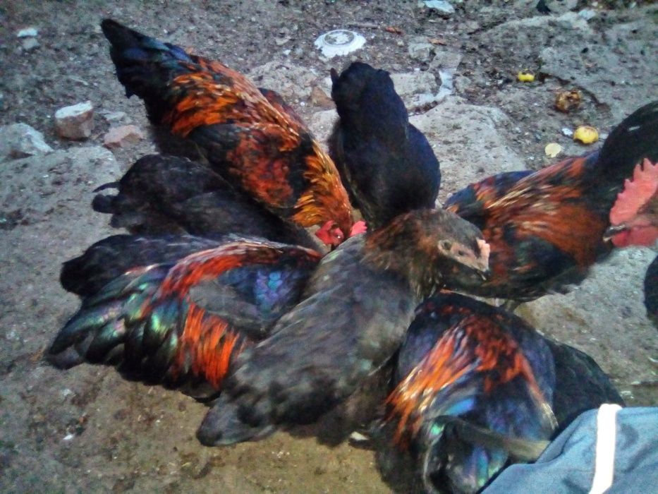 Продам молодых петушков марана чёрно медного.Продам яйца марана .