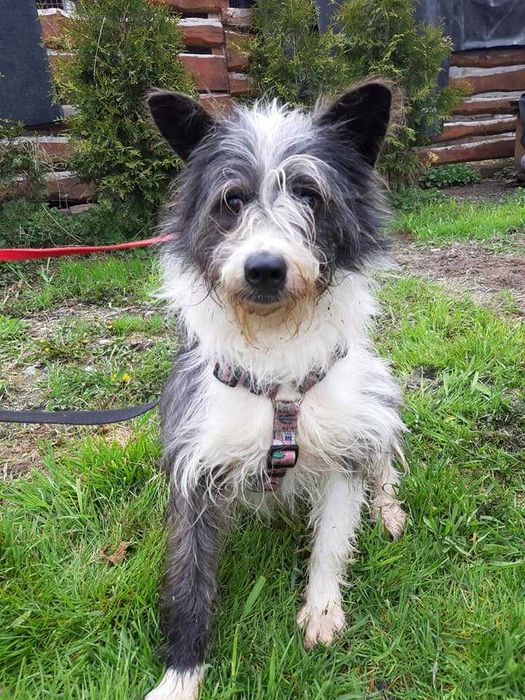 Pies potrzebujący pomocy na już, jest w schronisku.