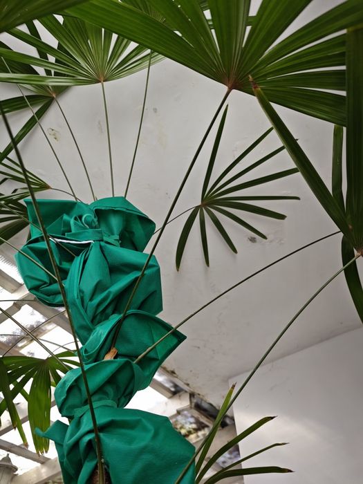 Rapis wyniosły, Rhapis excelsa, Palma biczowa