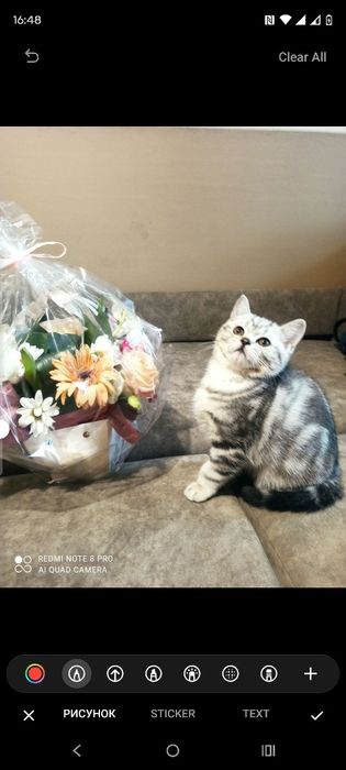 Шотландские котята.