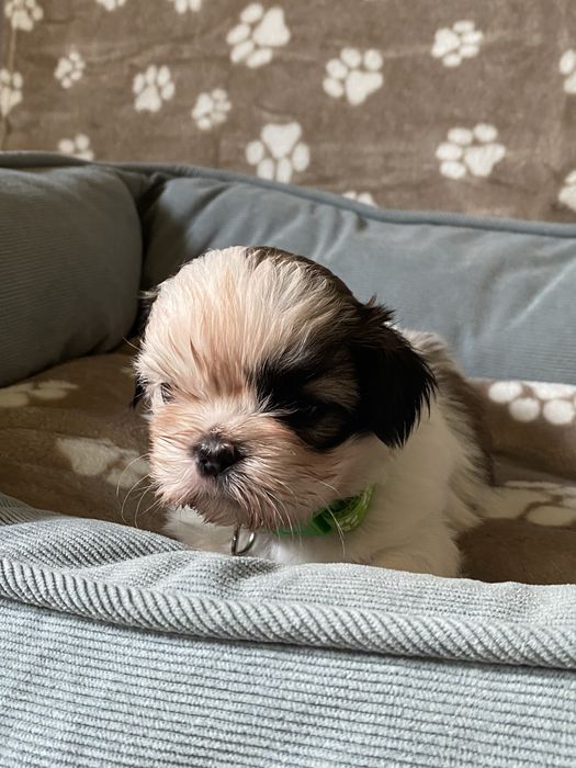 Szczeniaczek shih-tzu Sonik
