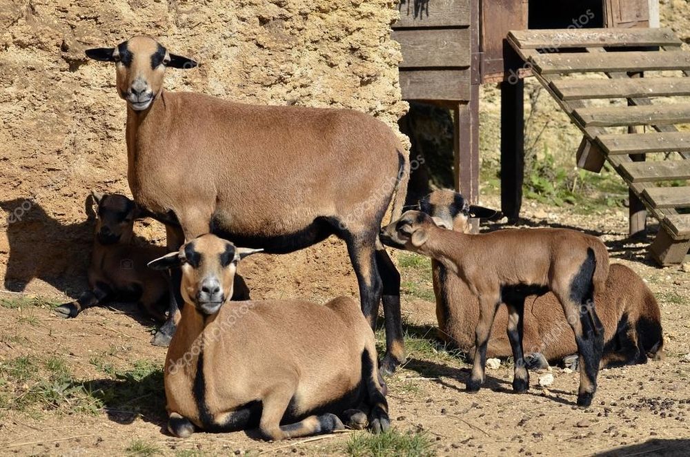 Carneiros, Ovelhas e Borregos