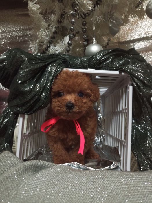 Різдвяне диво,може бути Вашим.