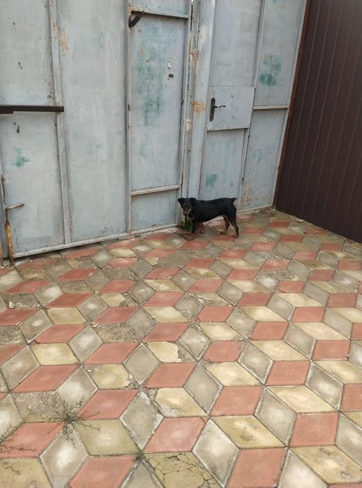 Віддам у добрі руки