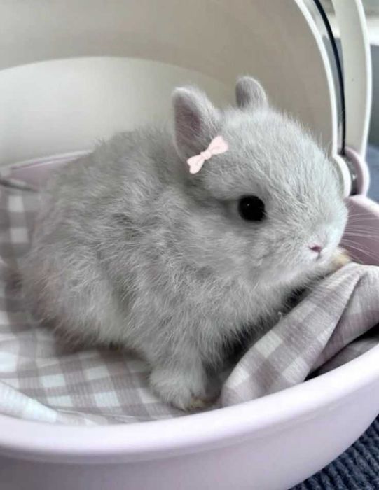 Coelhos anões,KIT completo, gaiola novas , alimentação adequada