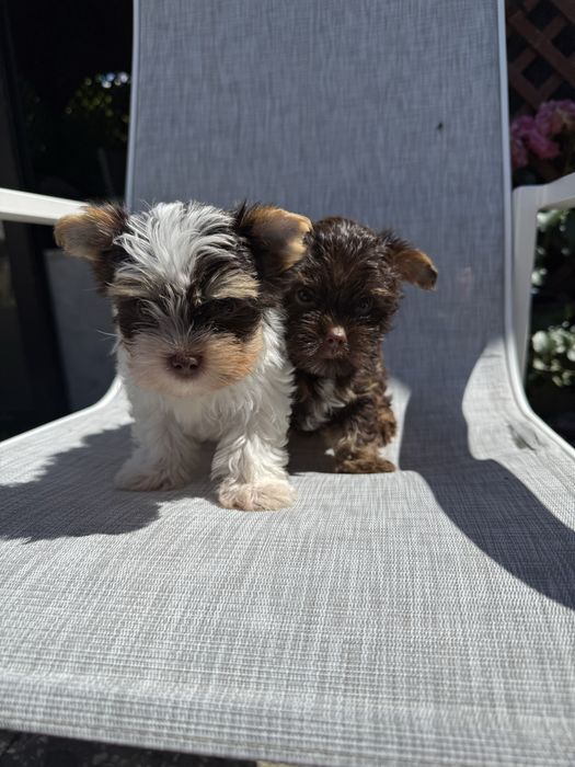 York terrier szczeniak z rodowodem