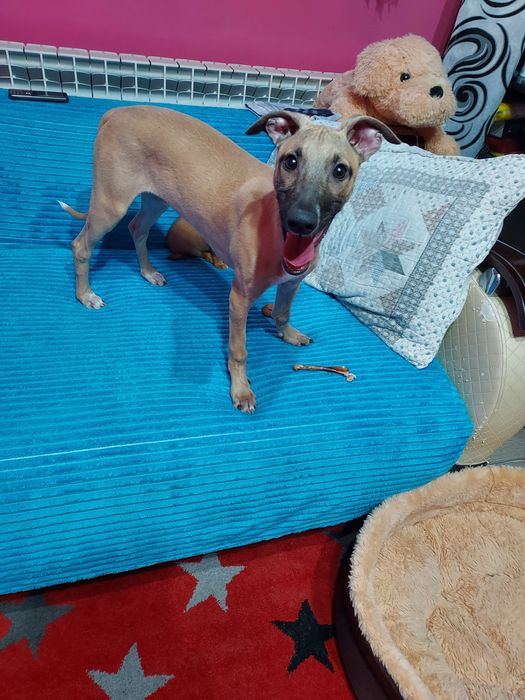 Chart Angielski Whippet