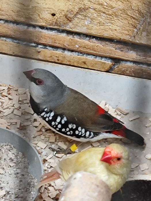 Astryld Trzcinowy 2025 samiec