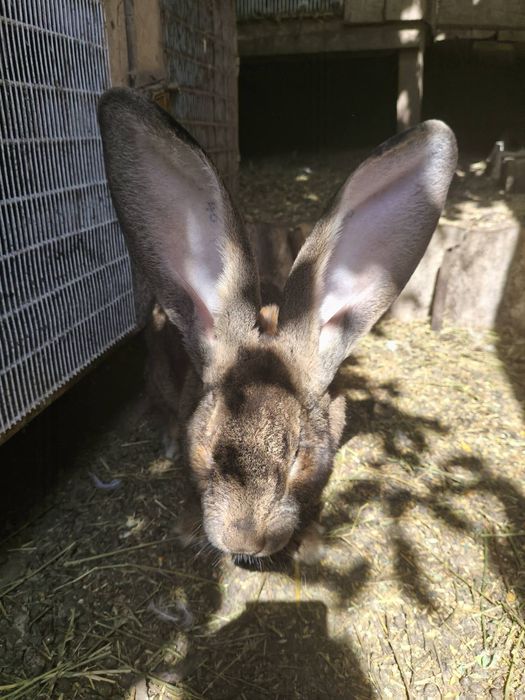Кролики великаны!!!