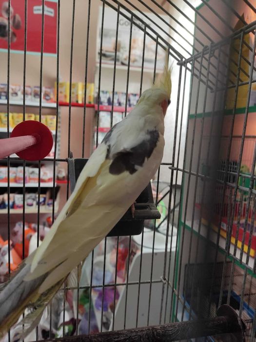 Корели хлопчики молоді