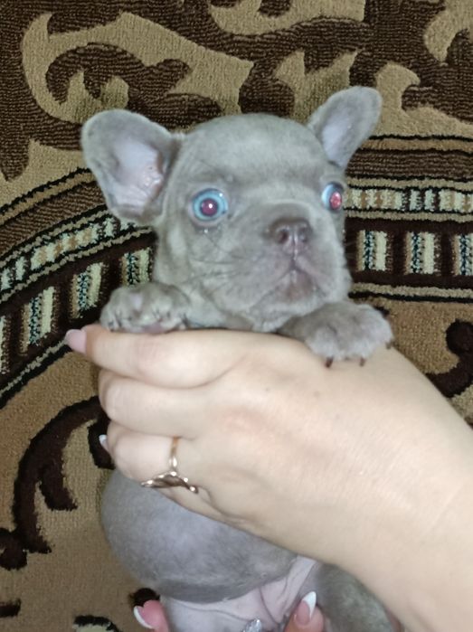 Французское чудо