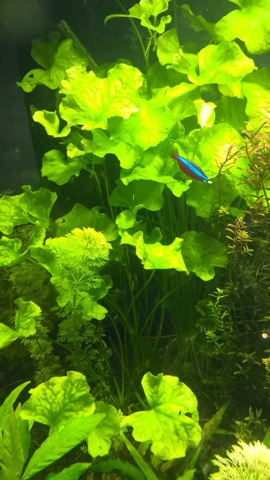 Nymphoides Taiwan