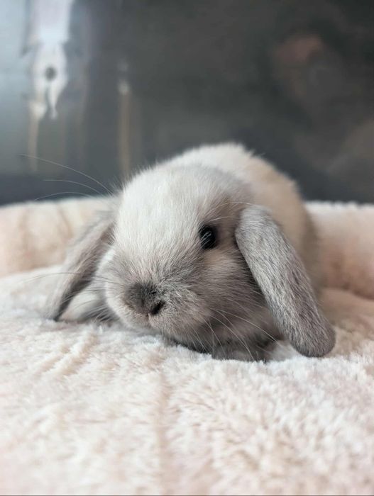Królik mini lop, królik baranek , królik karzełek miniaturka