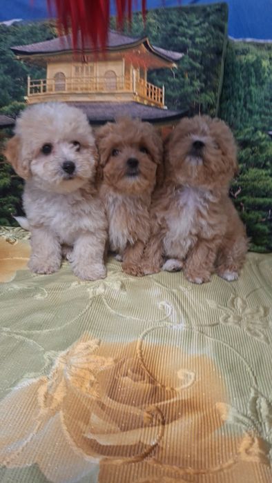 Шикарные мальтипу