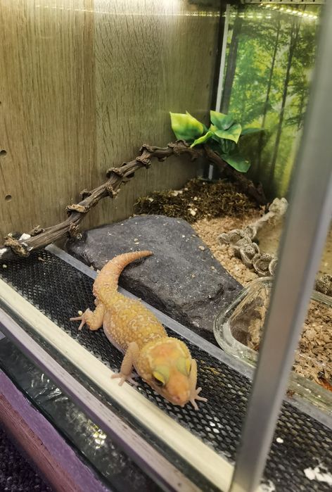 Gekon madagaskarski samiec Paroedura pictus