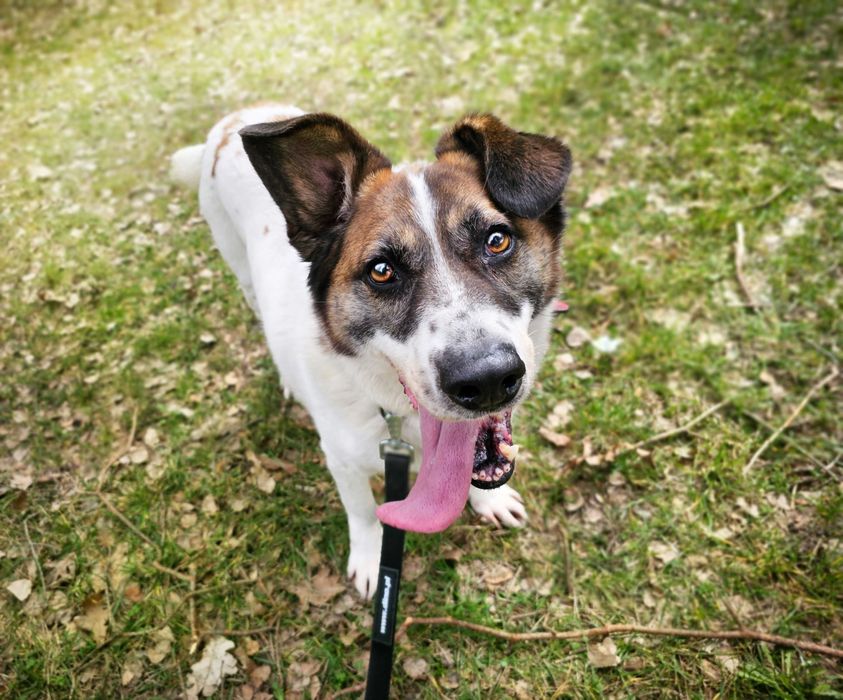 Admin- to już 5 lat w schronisku