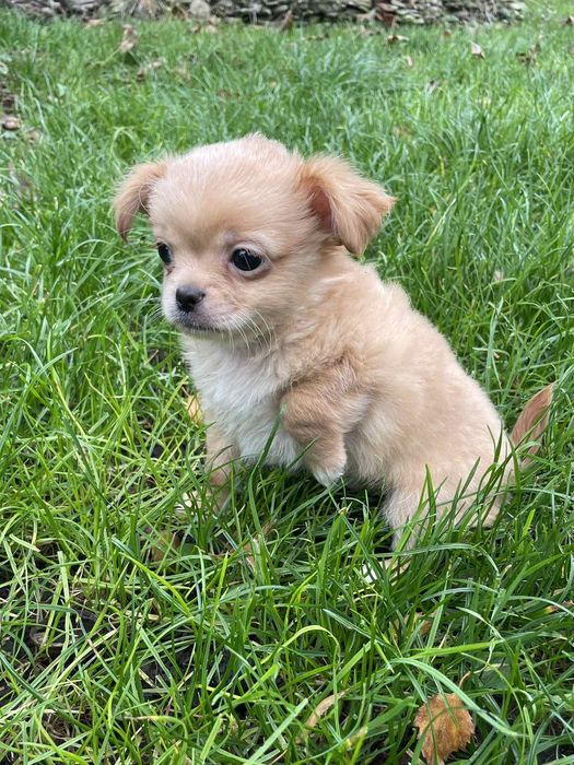 Одесса  Чихуахуа