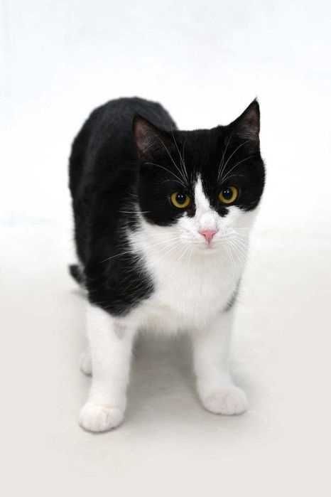 Котик безкоштовно