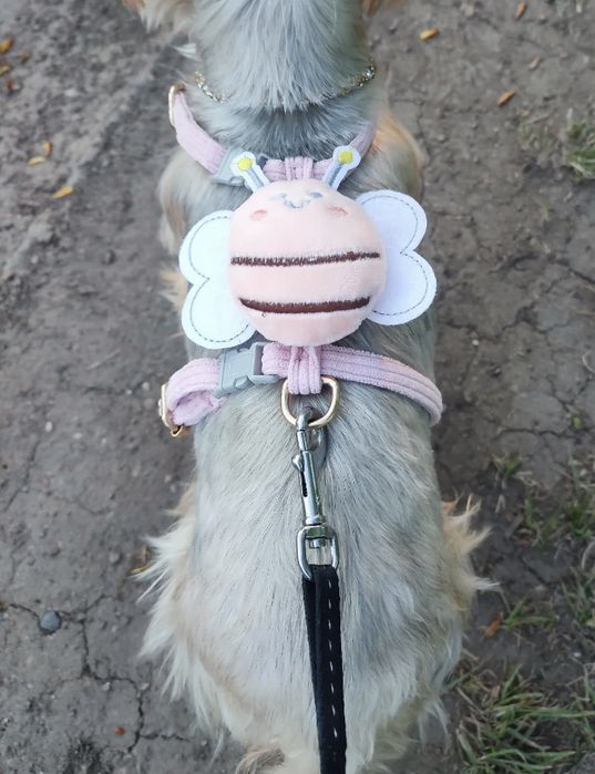 Шлейка с поводком пчелка, ошейники для собак, котов