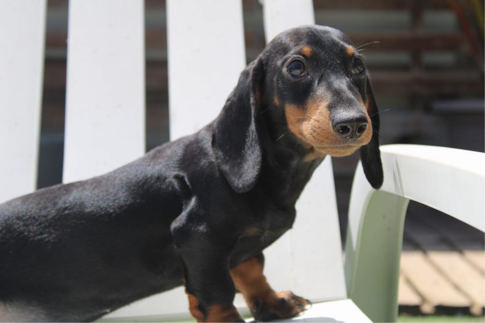 Teckel macho  com lop