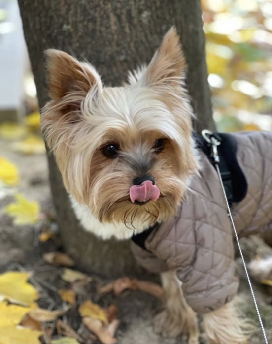 В‘язка йоркширський терєр