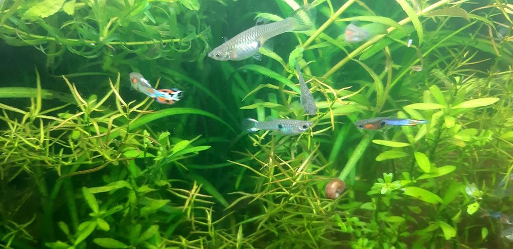 Guppys Endler  Green