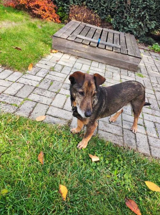 Bolek - uroczy, mądry, spokojny psiak do adopcji.